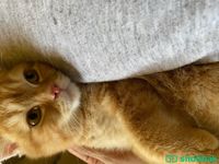 Kitten adoption Shobbak Saudi Arabia