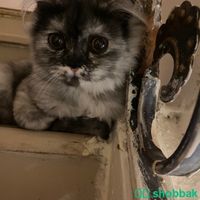 Kitten for adoption 2 female Shobbak Saudi Arabia