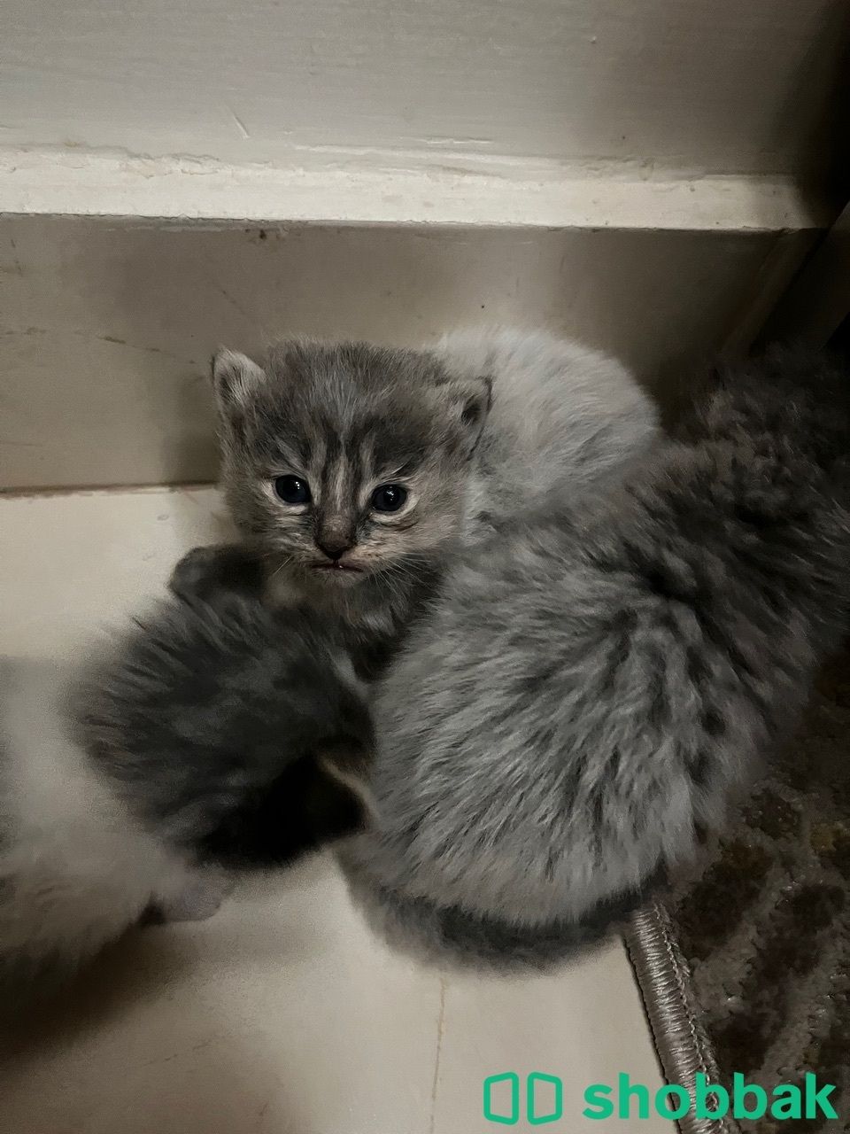 kitten for reservation قطط للحجز شباك البحرين