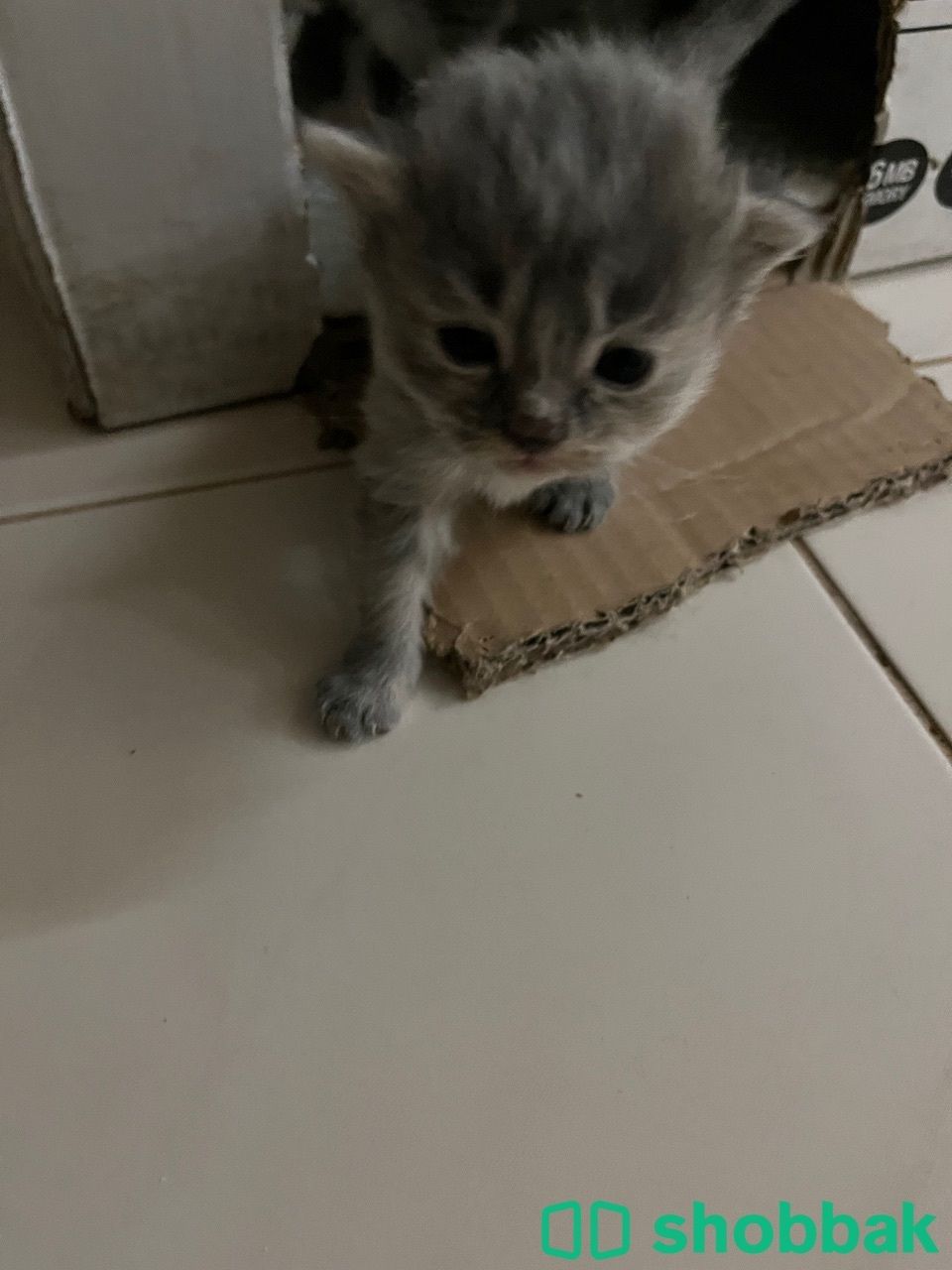kitten for reservation قطط للحجز شباك البحرين