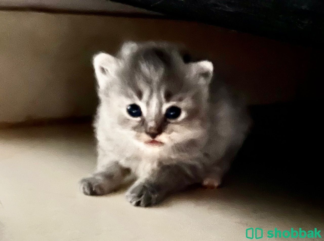kitten for reservation قطط للحجز شباك البحرين