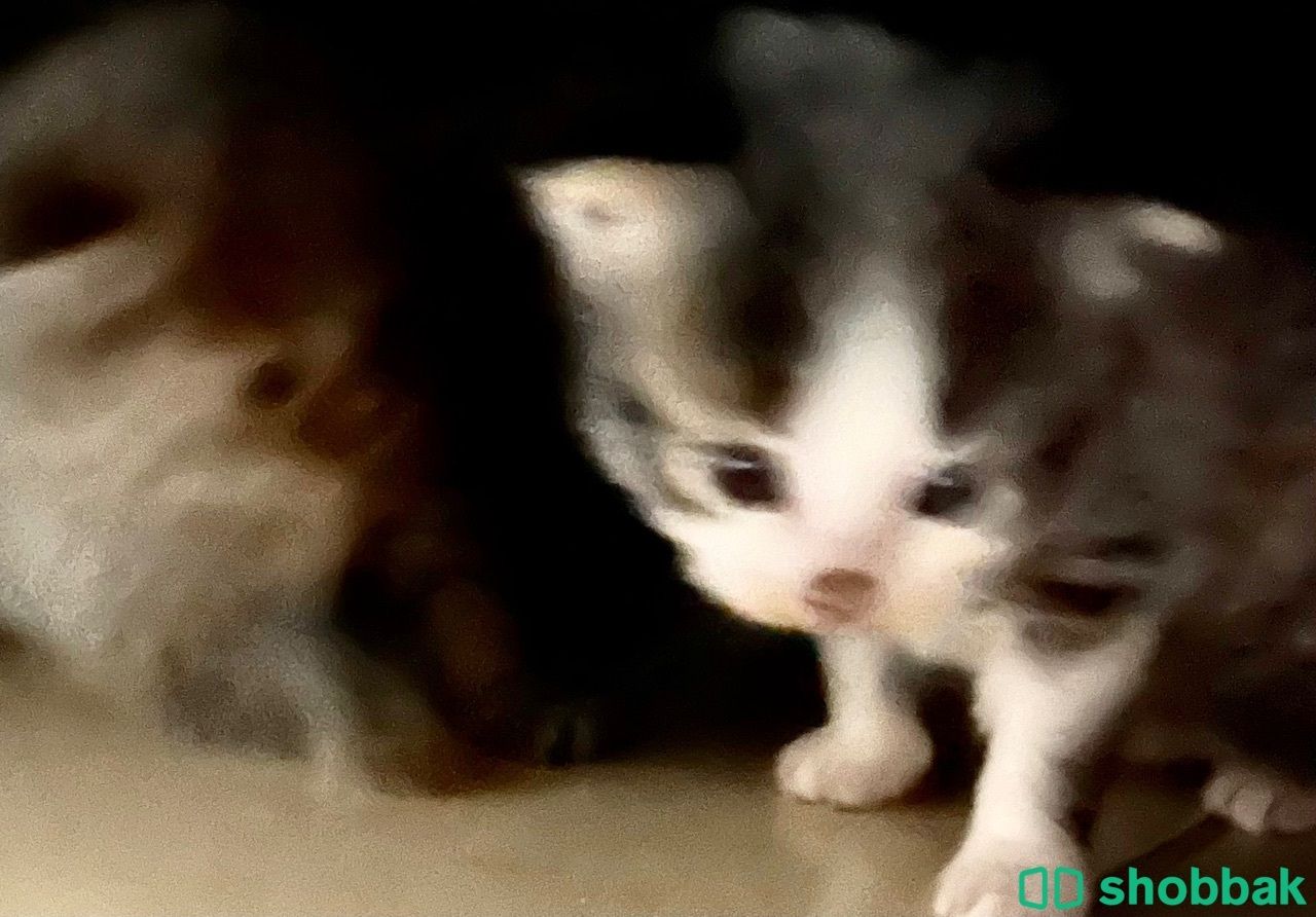 kitten for reservation قطط للحجز شباك البحرين