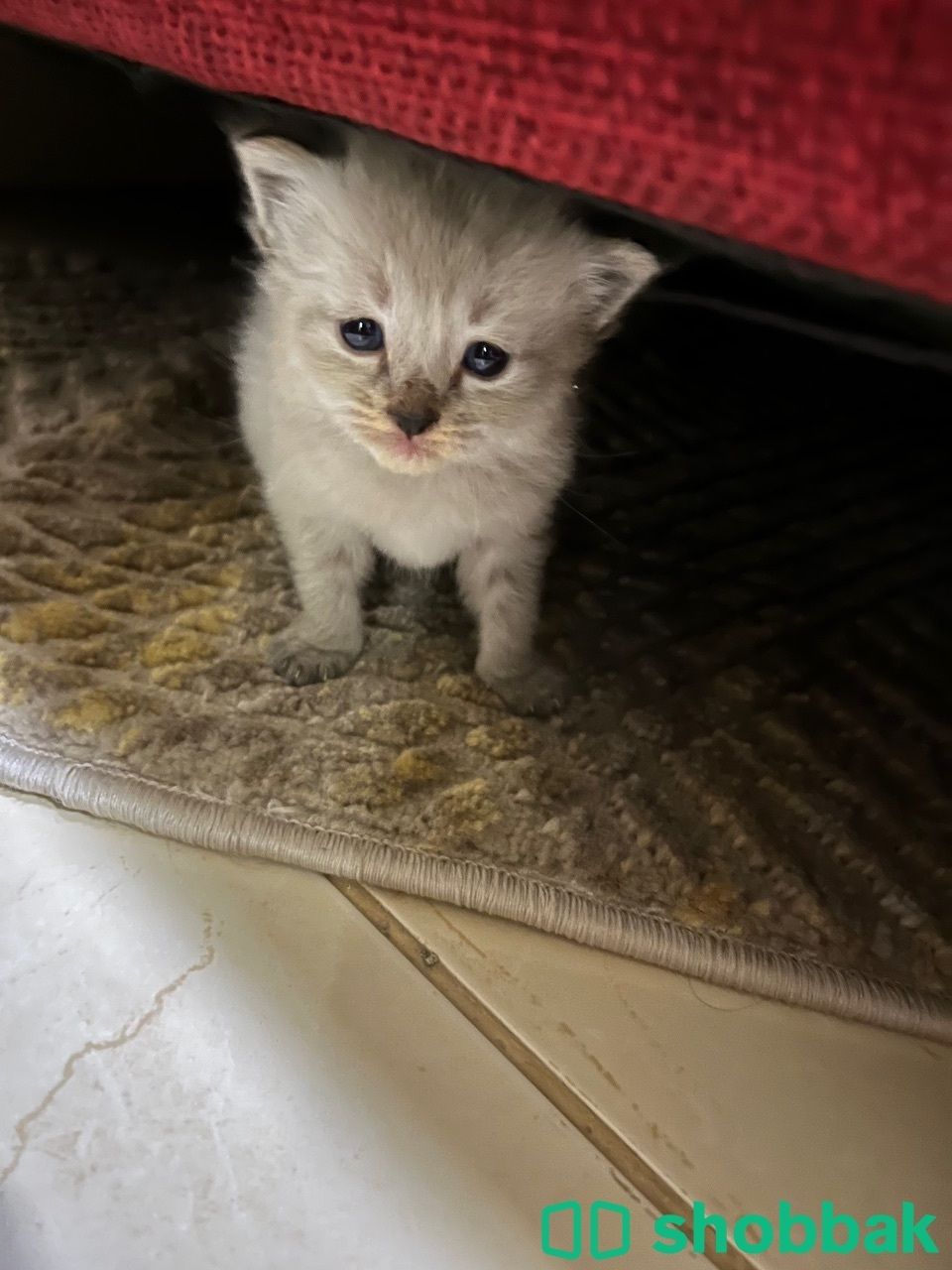 kitten for reservation قطط للحجز شباك البحرين