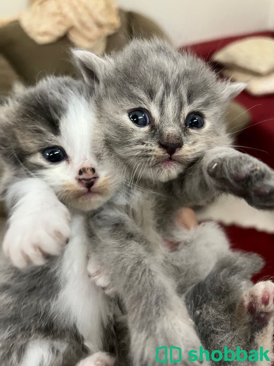 kitten for reservation قطط للحجز شباك البحرين
