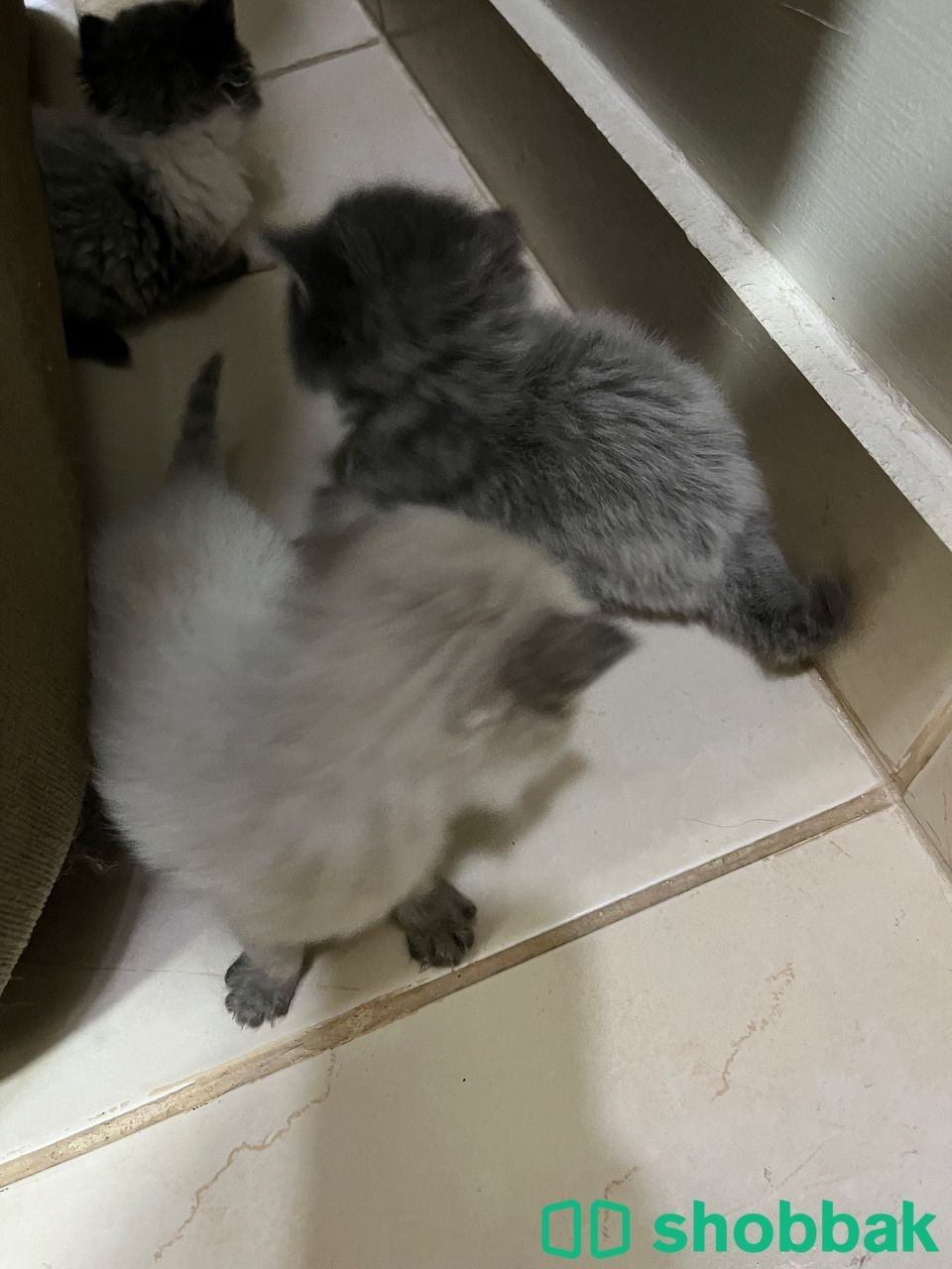 kitten for reservation قطط للحجز شباك البحرين