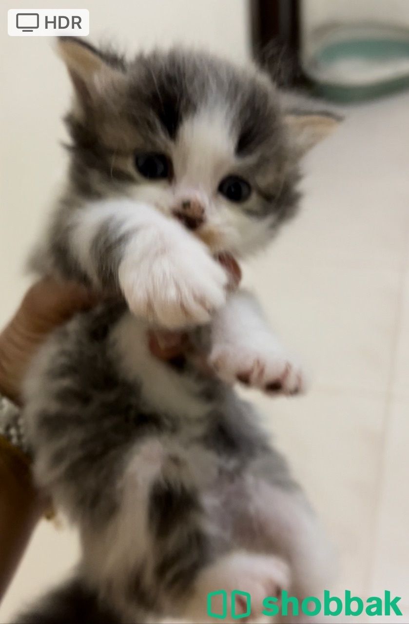 Kitten for sale شباك البحرين