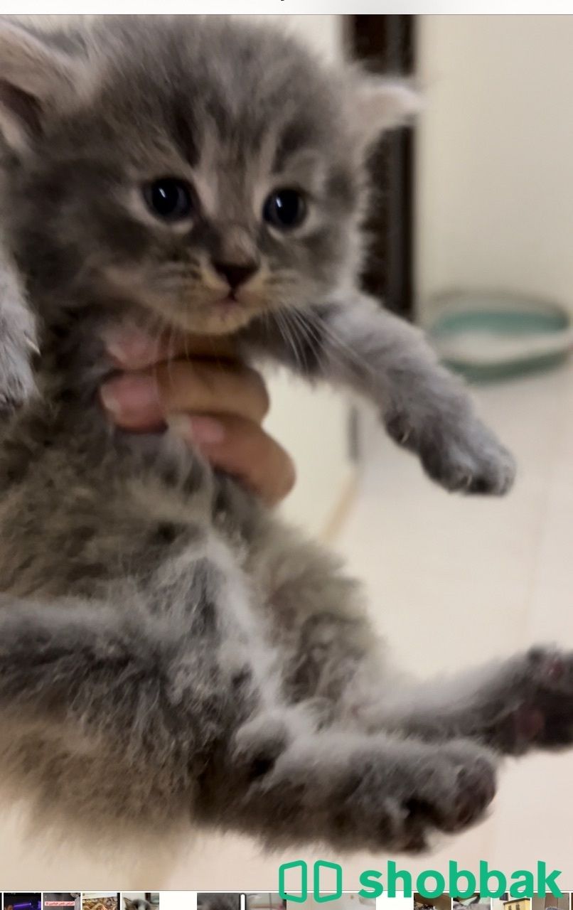 Kitten for sale شباك البحرين