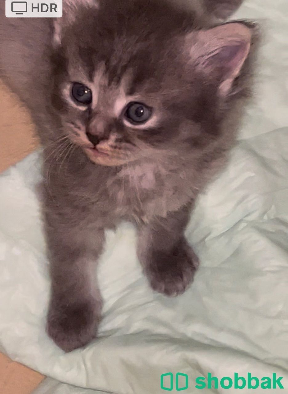 Kitten for sale شباك البحرين