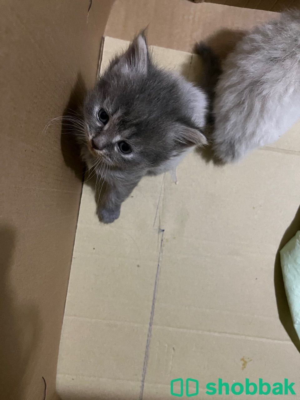 Kitten for sale شباك البحرين