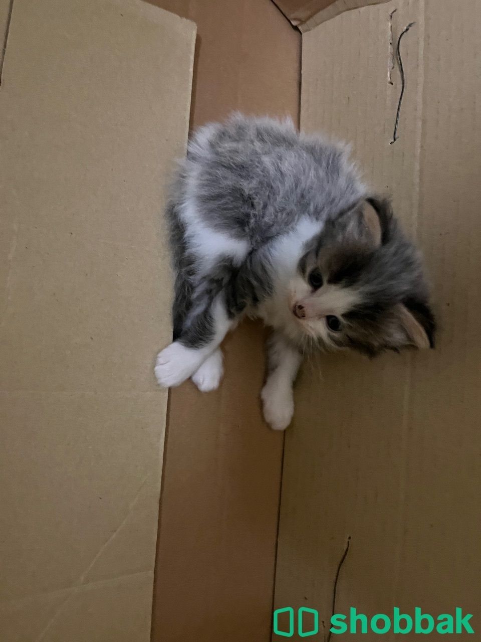 Kitten for sale شباك البحرين
