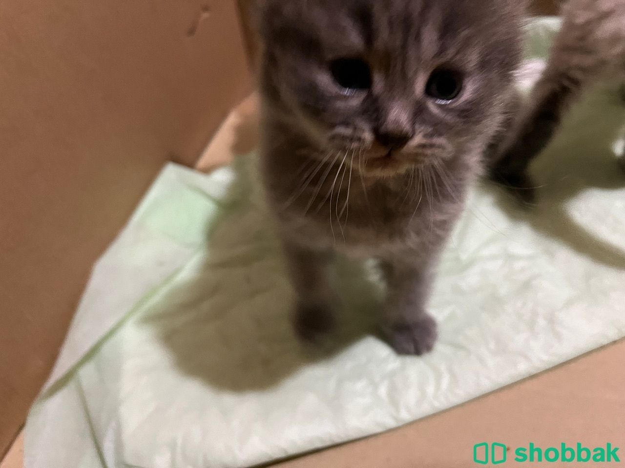 Kitten for sale شباك البحرين