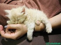 Kitten 🐈 for sale  Shobbak Saudi Arabia