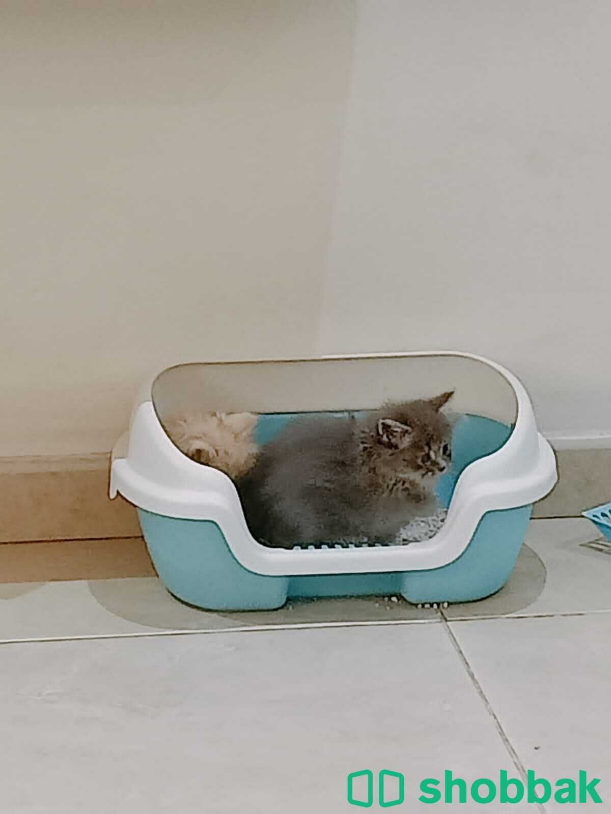 Kitten 🐈 for sale  شباك السعودية