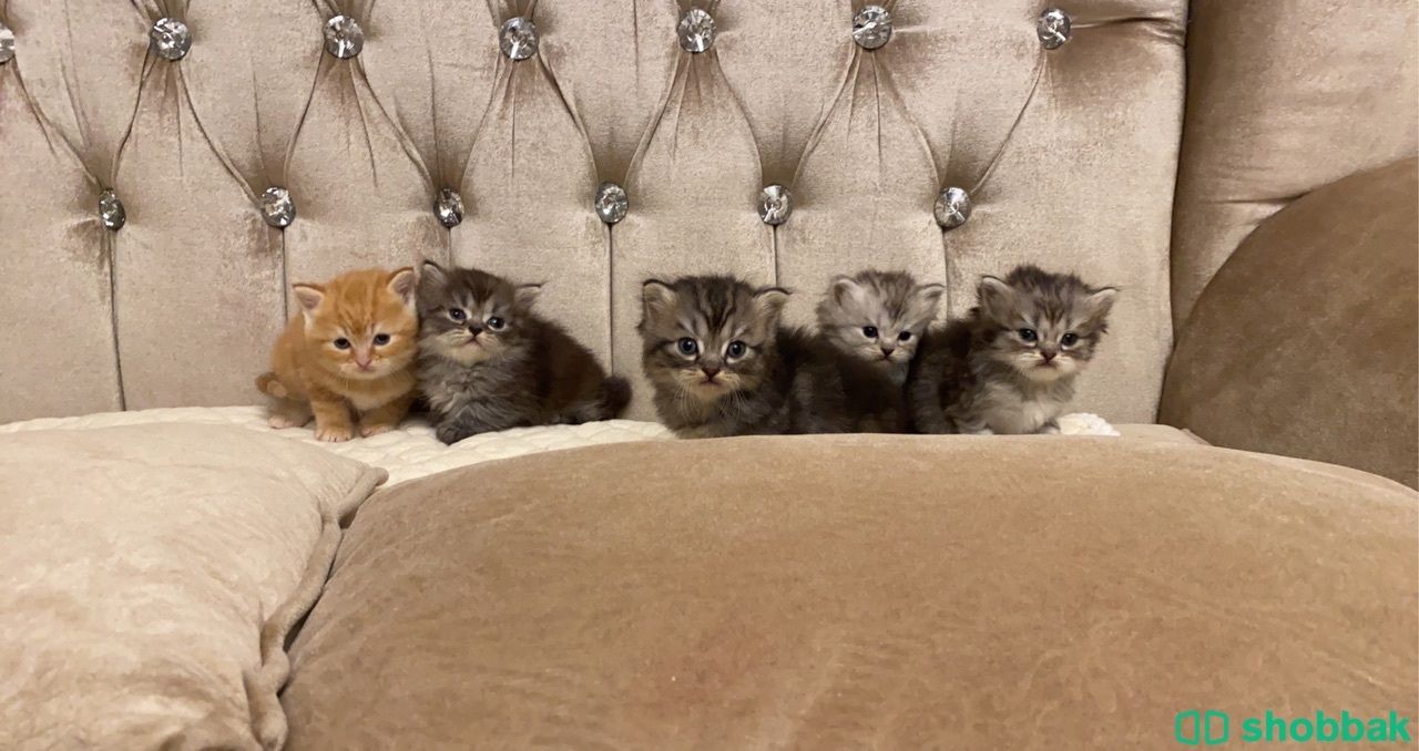 Kittens  شباك السعودية