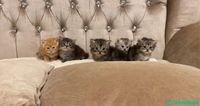 Kittens  شباك السعودية