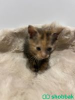 Kittens for adoption Shobbak Saudi Arabia