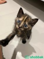 Kittens for adoption شباك السعودية