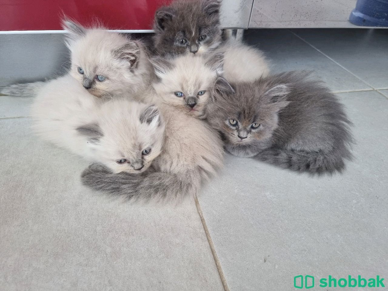 Kittens for sale شباك البحرين
