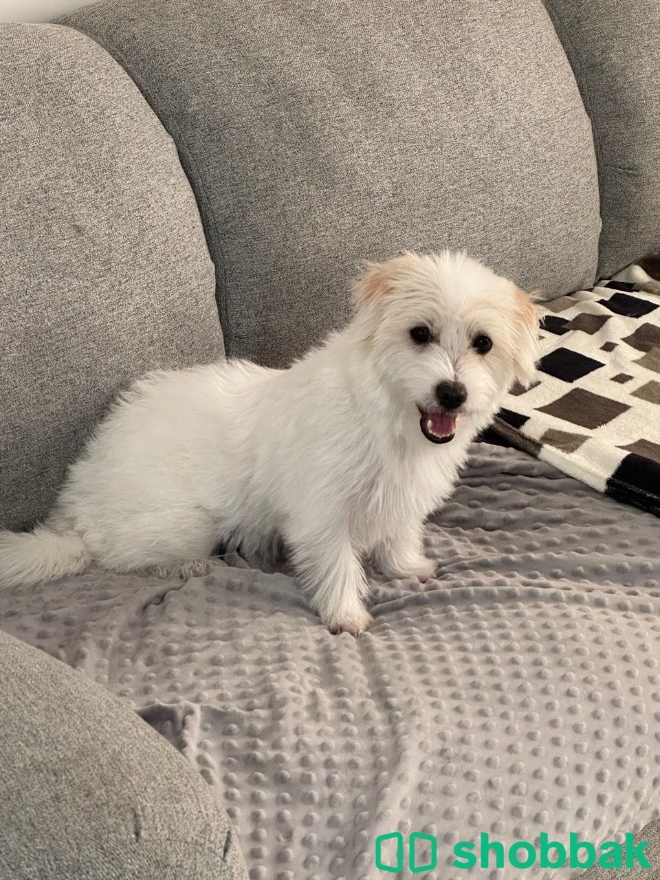 Looking for someone to adopt the puppy Shobbak Saudi Arabia