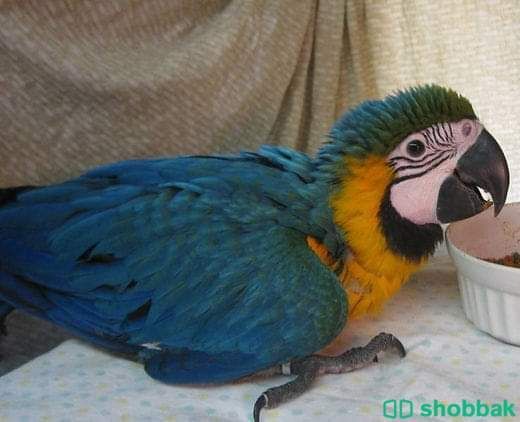 Macaw parrot available WhatApp +971526421358 Shobbak Saudi Arabia