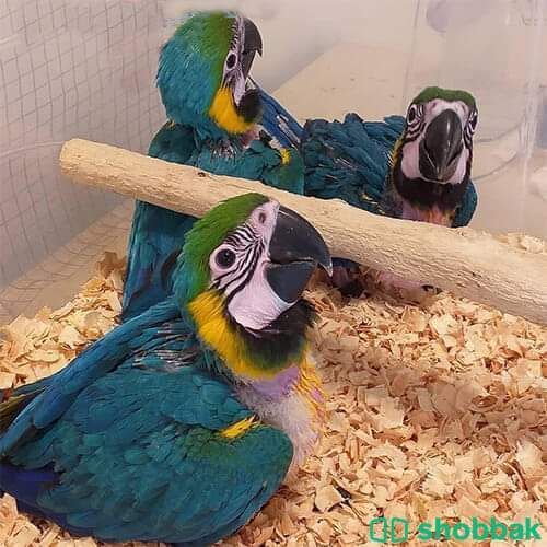 Macaw parrot chicks WhatsApp +971526421358 Shobbak Saudi Arabia