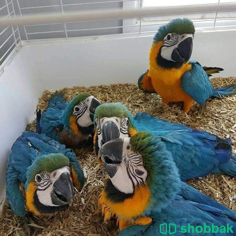 Macaw parrot WhatsApp +971526421358 Shobbak Saudi Arabia