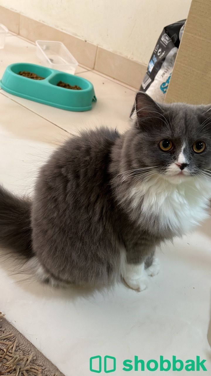 8 months female sale شباك البحرين