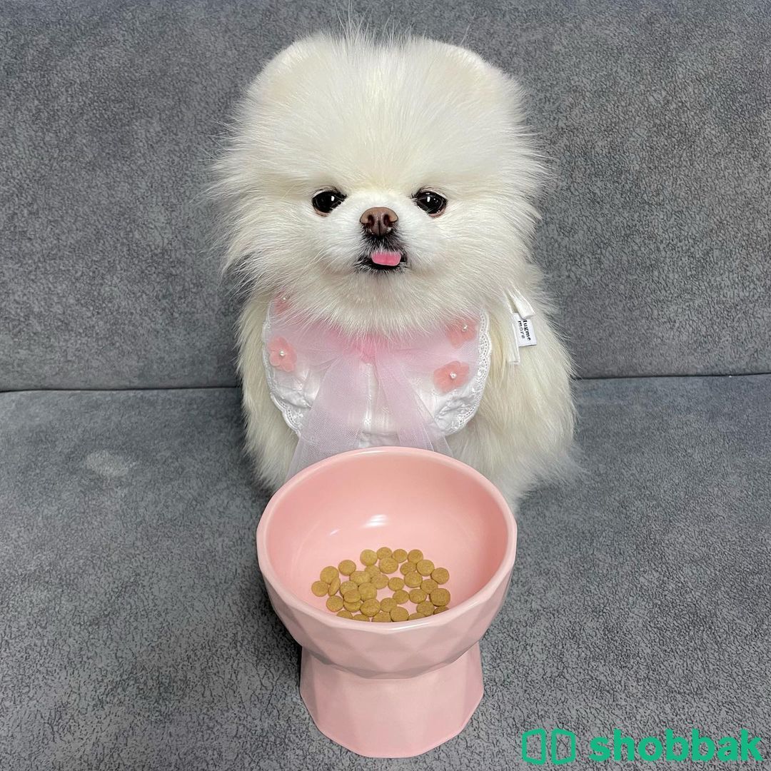 Male and Female Pomeranian Puppies for free adoption  شباك الكويت