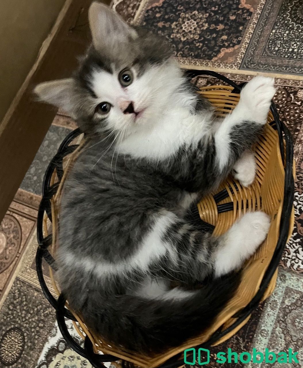 Male shiraz 4 sale Shobbak Bahrain