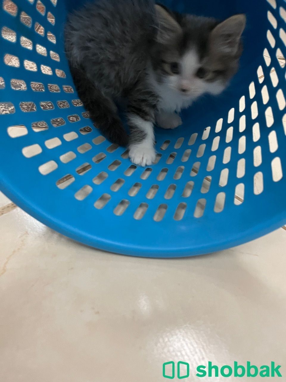 Male shiraz 4 sale Shobbak Bahrain