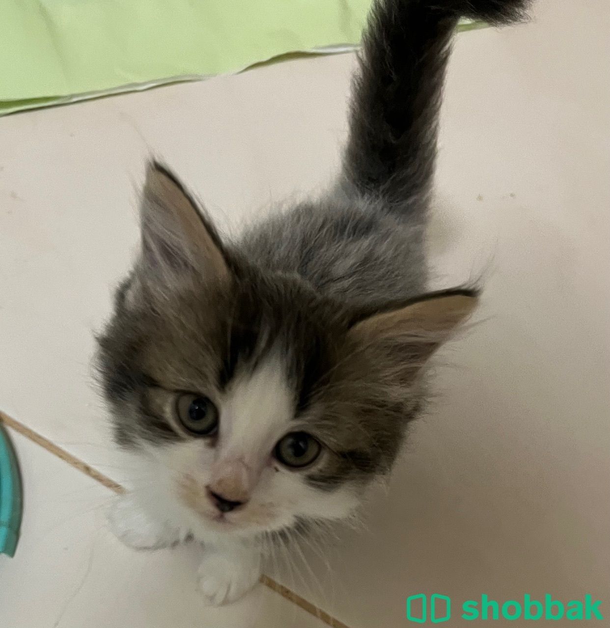 Male shiraz 4 sale Shobbak Bahrain