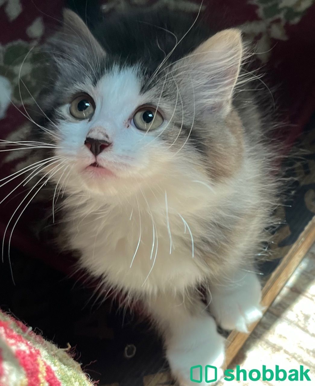 Male shiraz 4 sale Shobbak Bahrain