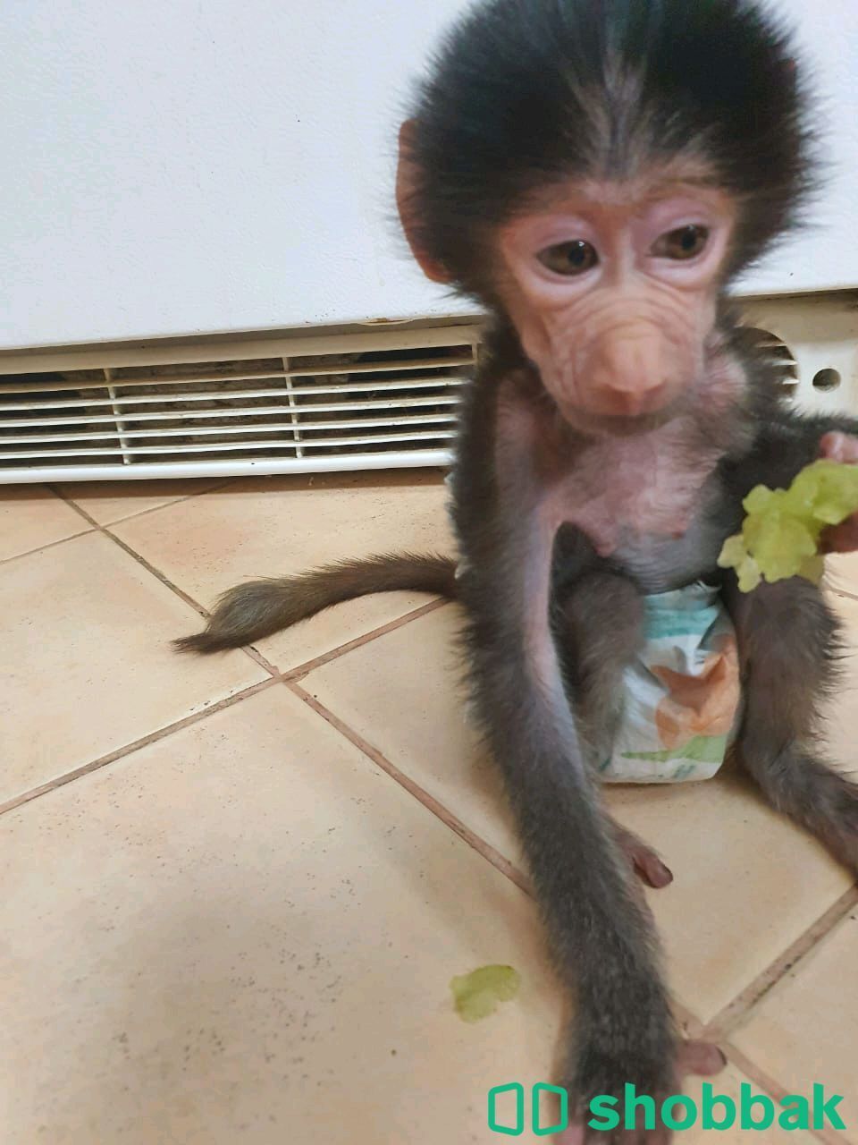Monkey baby for sale, شباك الإمارات العربية المتحدة