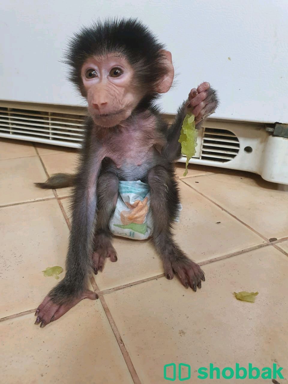 Monkey baby for sale, شباك الإمارات العربية المتحدة