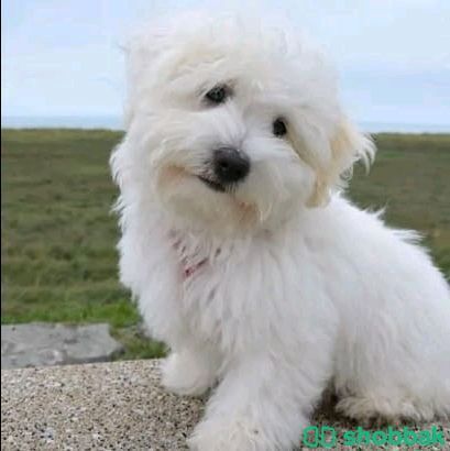 Pet for sale 36410830 شباك البحرين