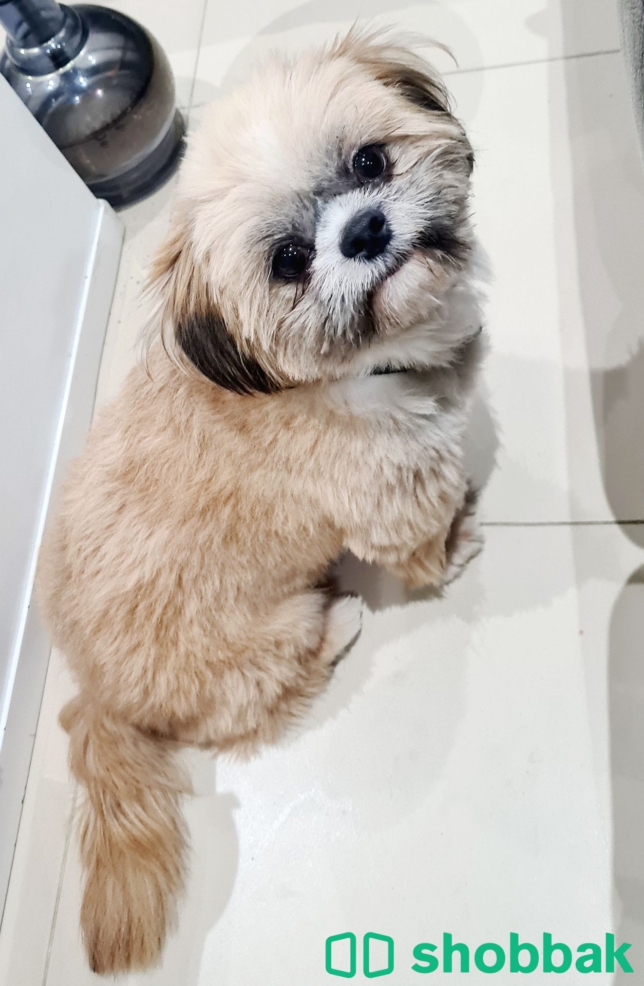 Pure breed doll face shihtzu available for sale شباك البحرين