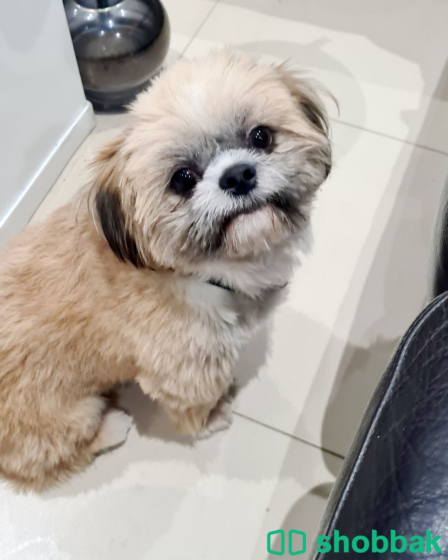 Pure breed doll face shihtzu available for sale شباك البحرين