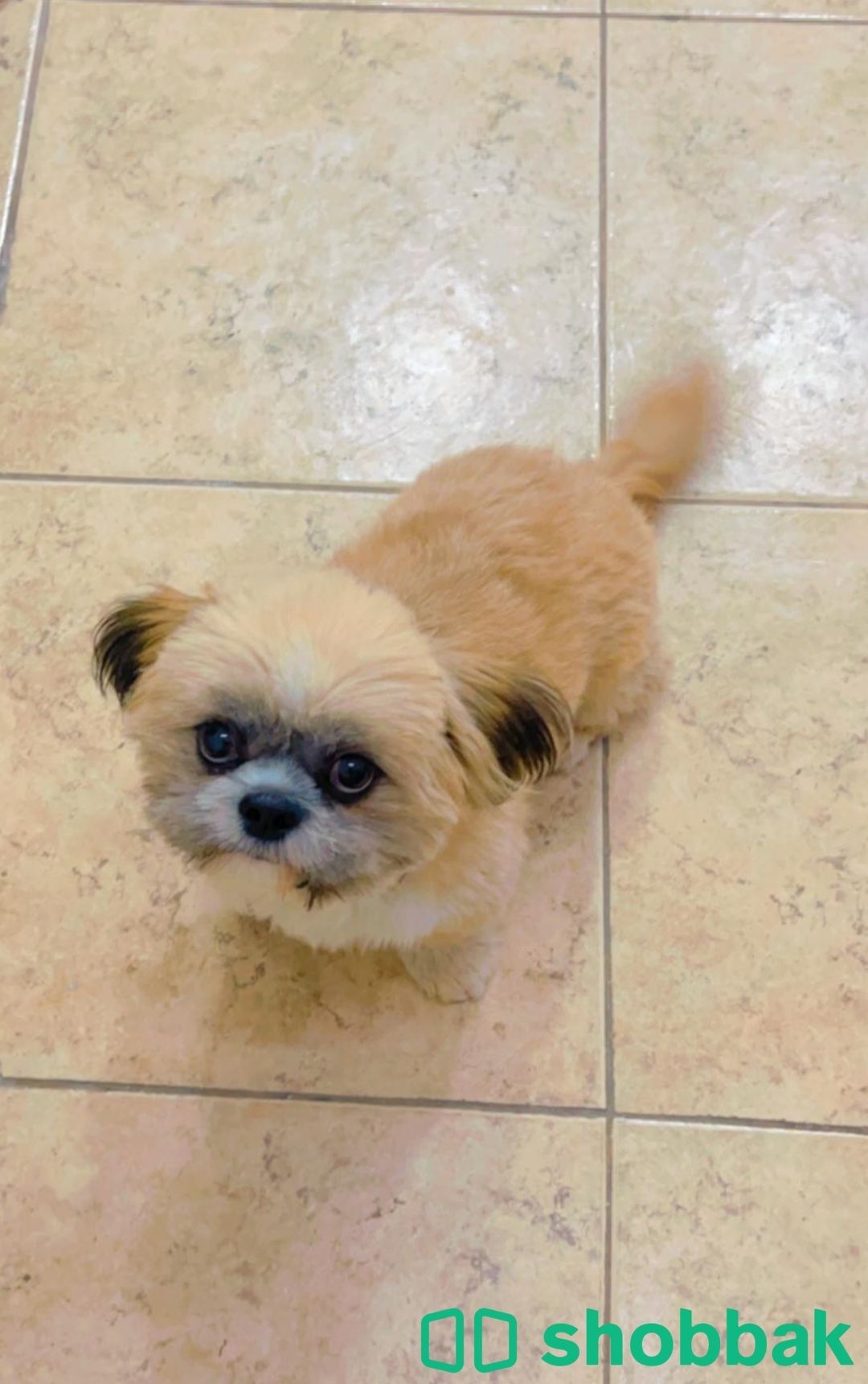 Pure breed doll face shihtzu available for sale شباك البحرين