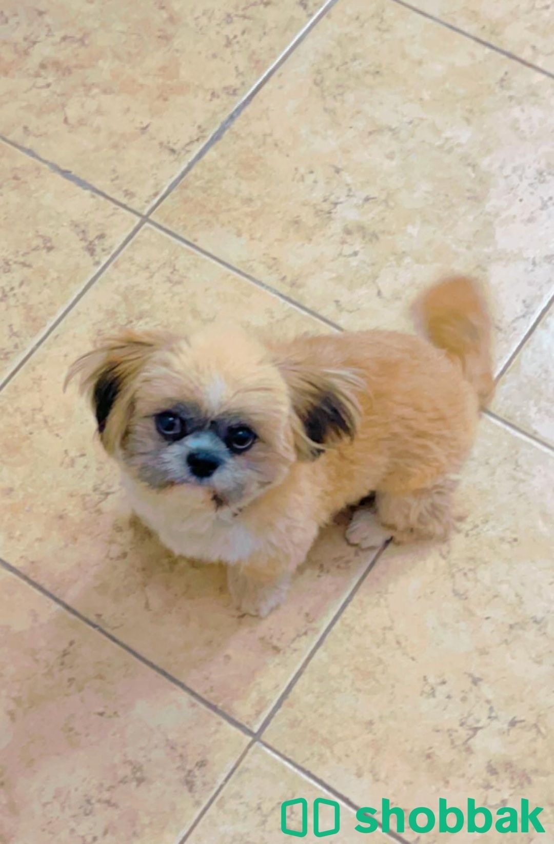 Pure breed doll face shihtzu available for sale شباك البحرين