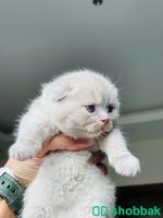 Pure Scottish Fold Cat قطط سكوتش فولد Shobbak Saudi Arabia