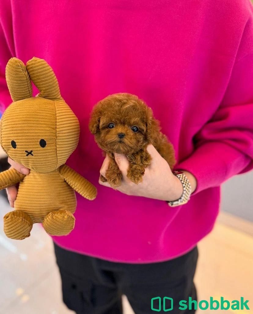 Purebred pomeranian puppy’s for sale  شباك البحرين