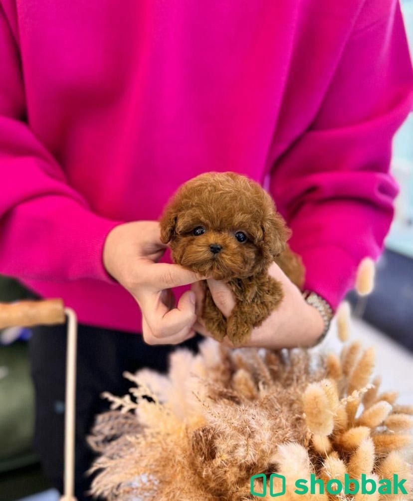 Purebred pomeranian puppy’s for sale  شباك البحرين