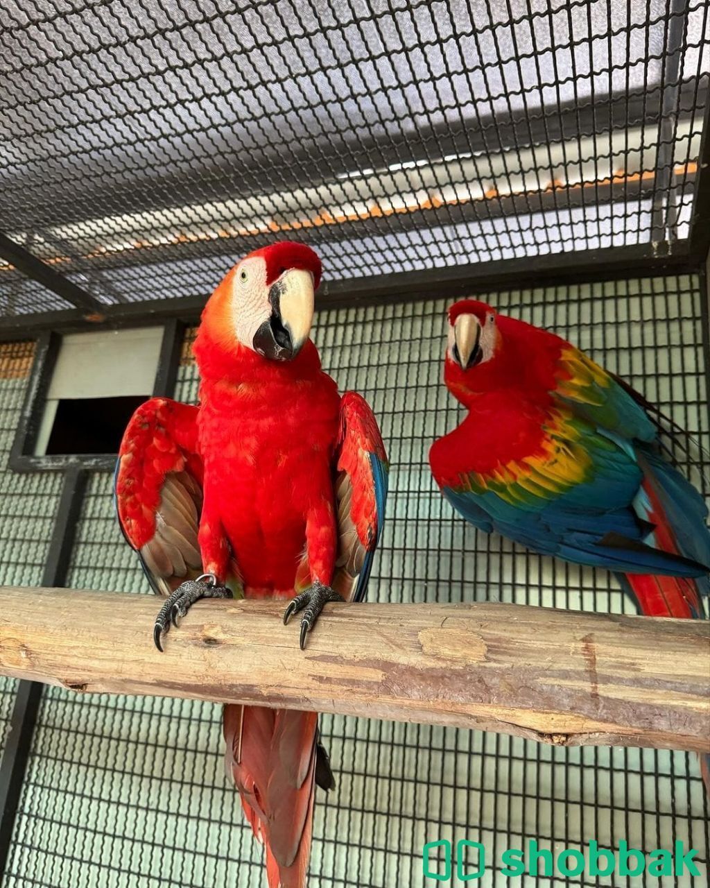 Scarlet macaw parrot available WhatsApp only  شباك السعودية