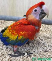 Scarlet macaw parrot chicks WhatsApp+971526421358 شباك السعودية