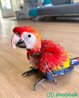 Scarlet macaw parrot chicks WhatsApp+971526421358 شباك السعودية