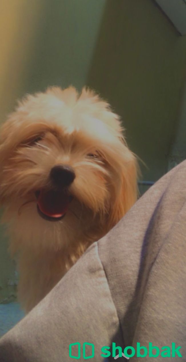 Shih Tzu for adoption شباك البحرين