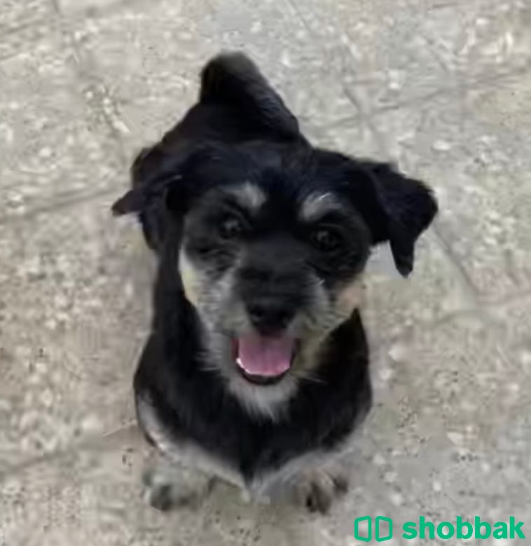Shih Tzu for adoption شباك البحرين