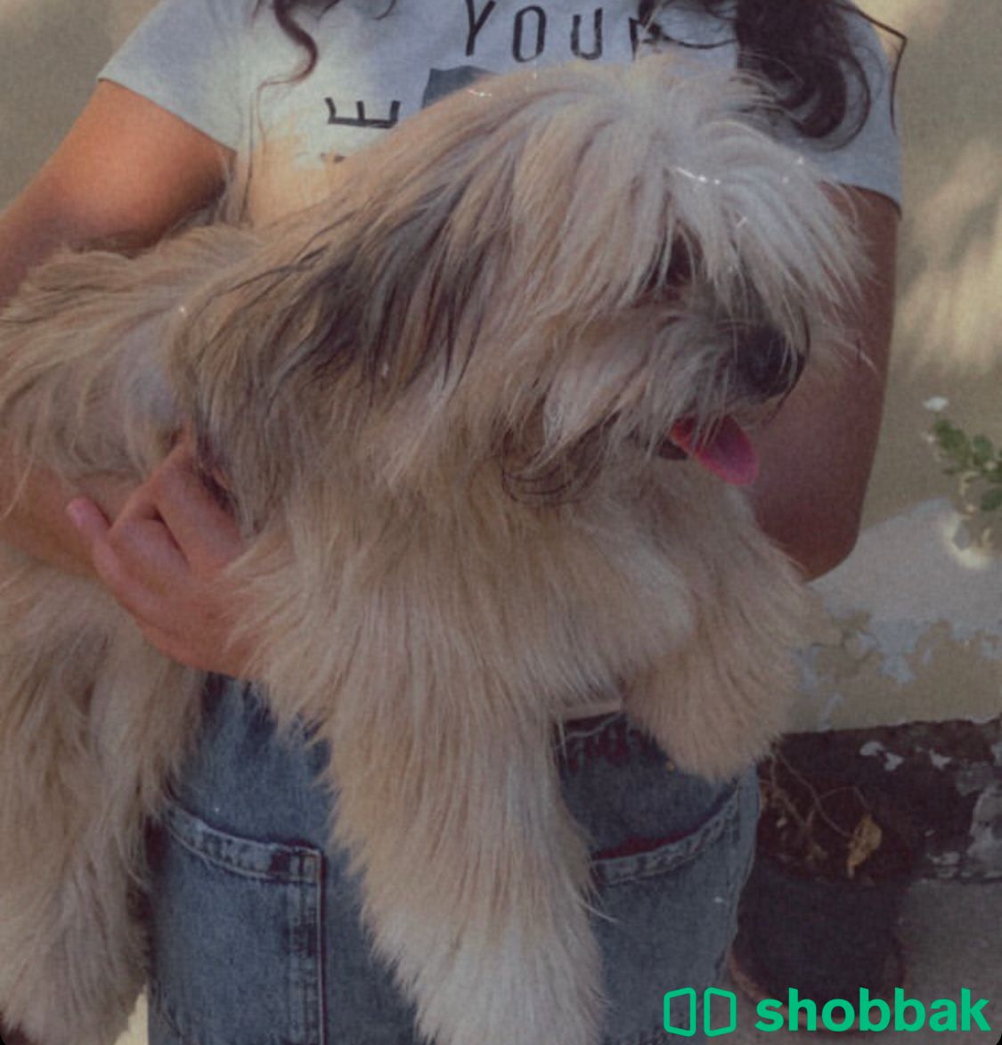 Shih Tzu for adoption شباك البحرين