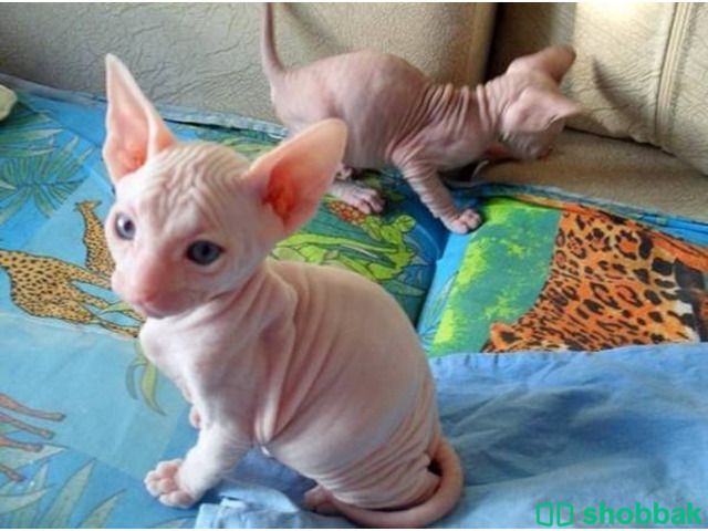 Sphynx  kittens available for Rehoming شباك السعودية