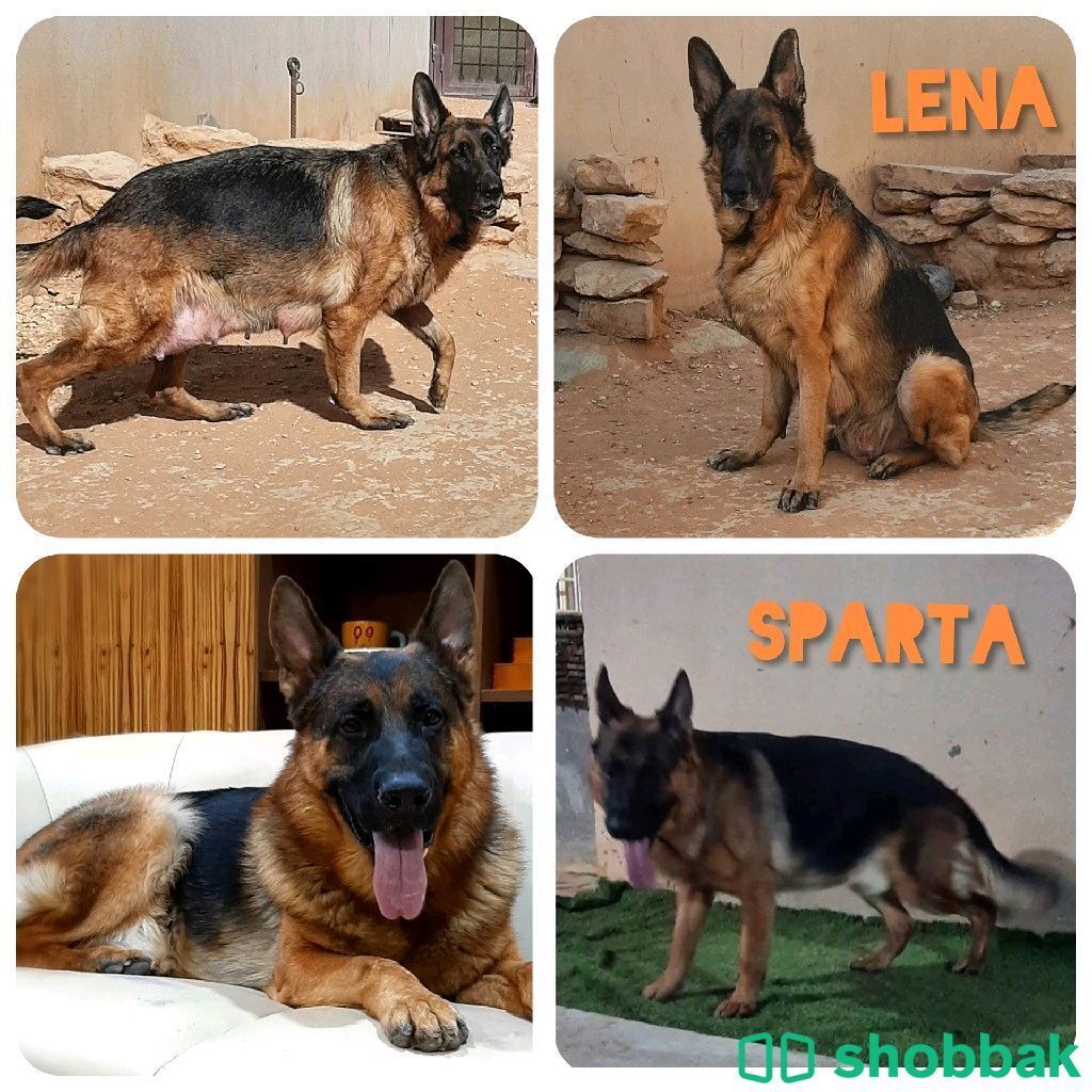 Super german shepherd puppy  Shobbak Saudi Arabia